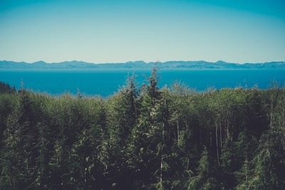 鸟瞰图摄影的绿色树木旁边的海洋
